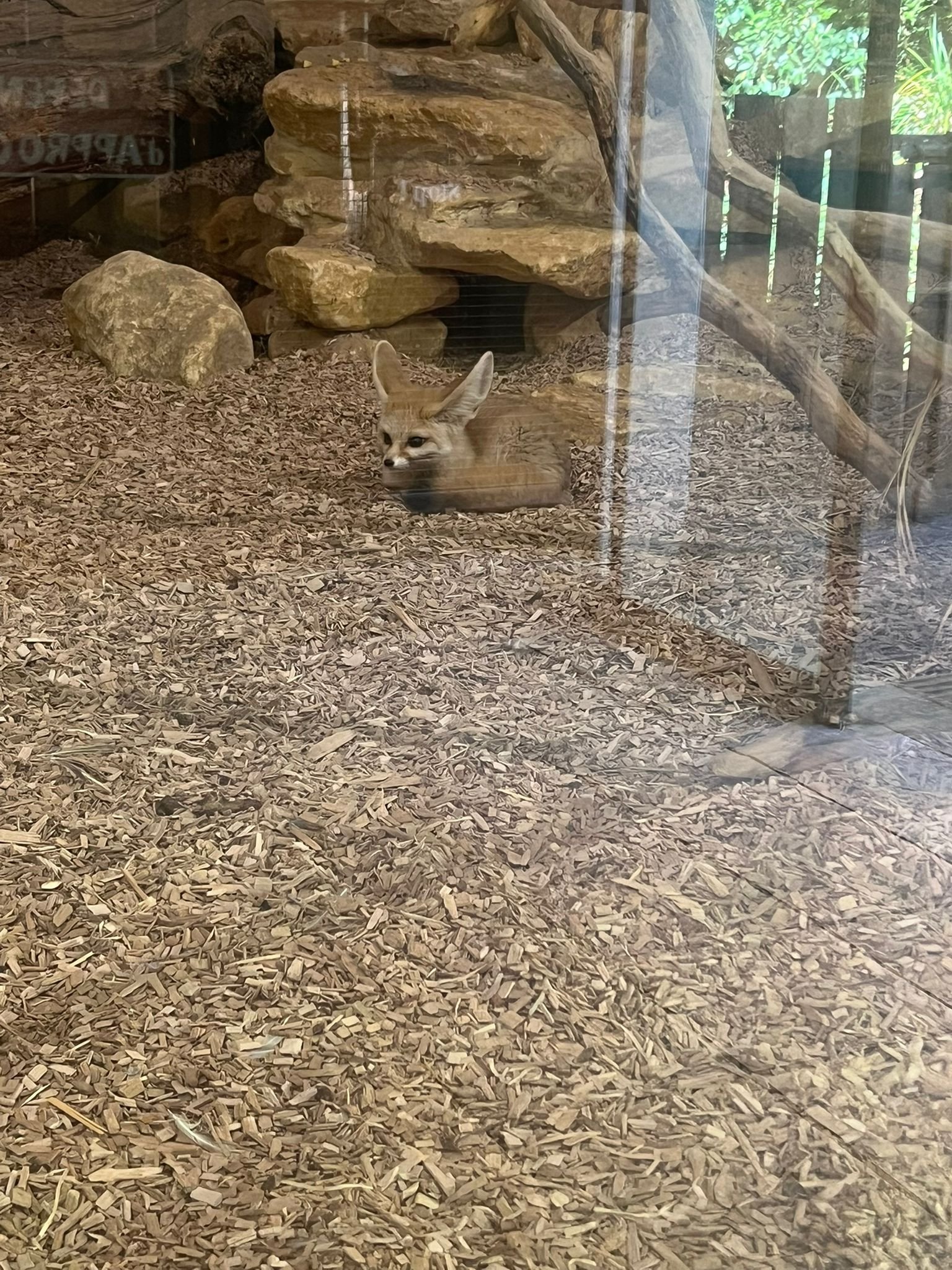 Fennec, renard des sables, Zoo d'Amneville, Moselle, Lorraine, photo gratuite