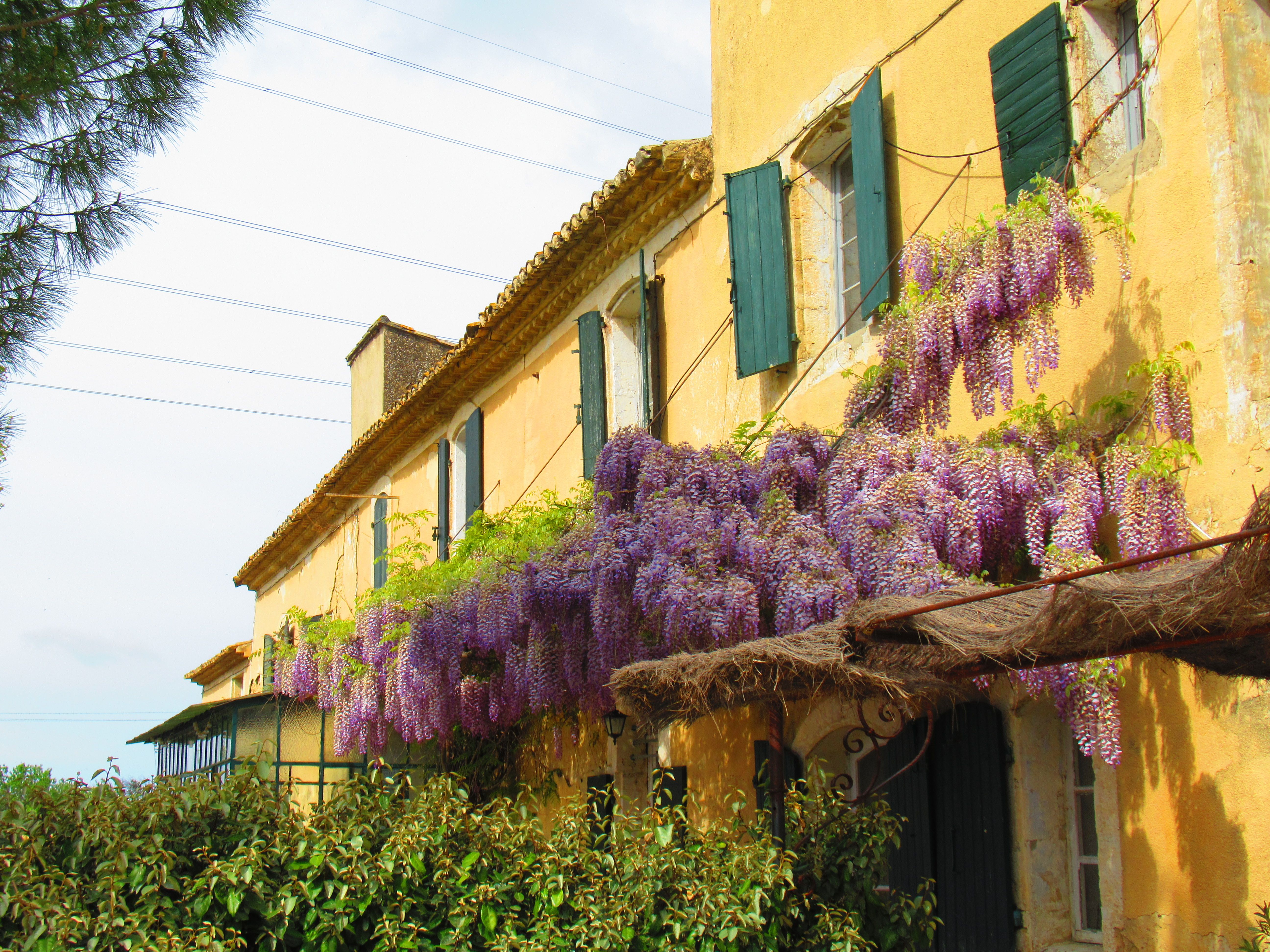 Mas provençal, glycine