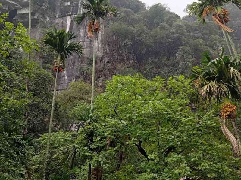 Paysages karstiques de Ninh Binh, falaise, arbre, Vietnam, photo gratuite