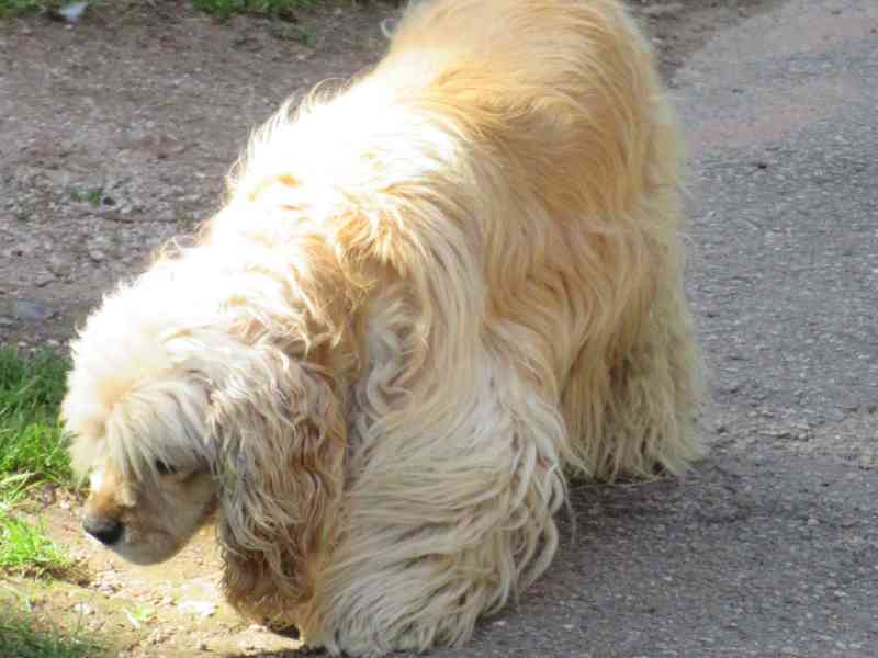 Chien cocker poilu en promenade