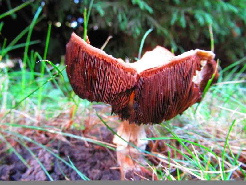 Champignon rouge poussant sur un sol entouré d'herbe photo gratuite