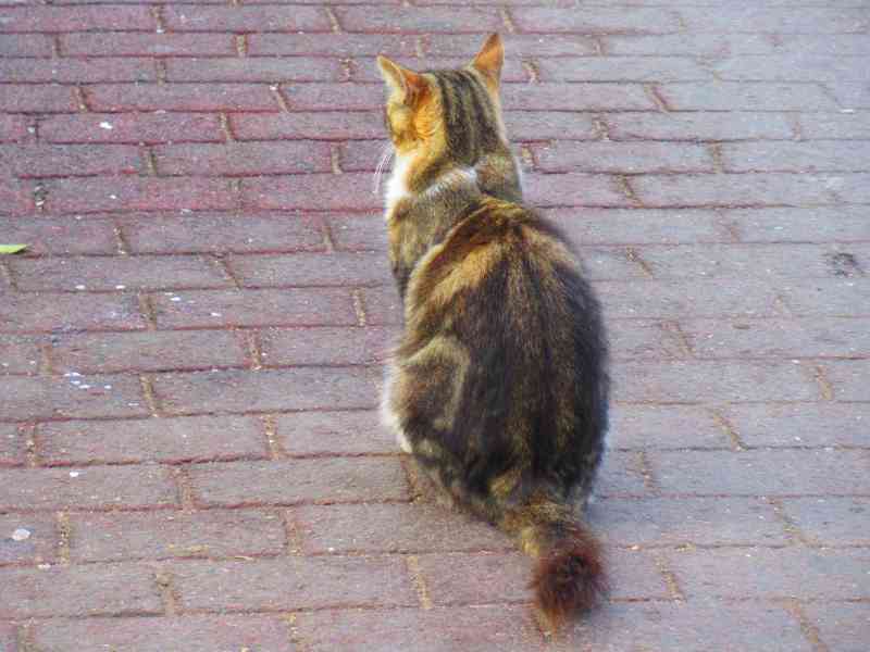Chat de dos