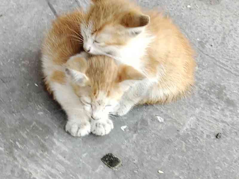 Chats de Chypre brun