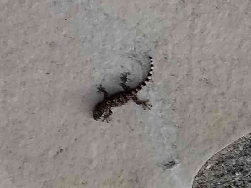 Un Gecko domestique, photo gratuite