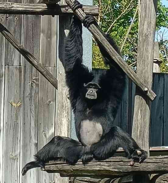 Siamang, Zoo d'Amneville, Moselle, Lorraine, photo gratuite