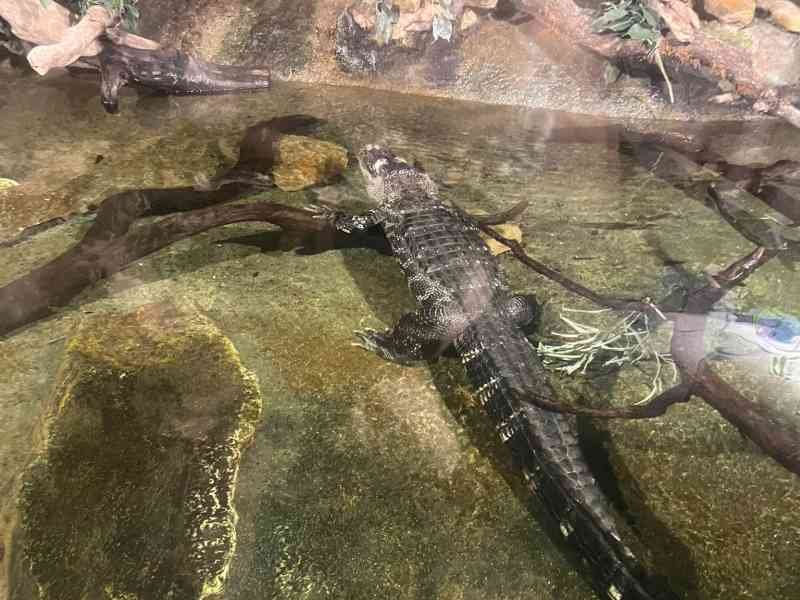 Alligator dans l'eau au zoo d'Amnéville, photo gratuite