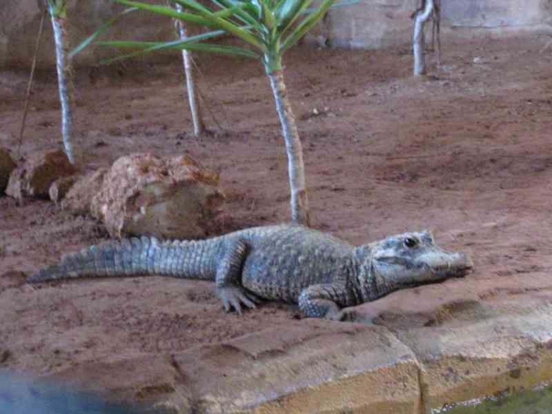 Un alligator dans le zoo de Rabat au Maroc photo gratuite