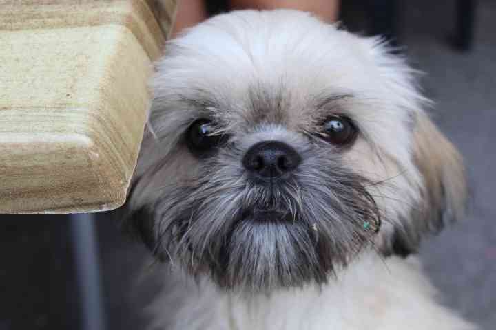 Un petit chien au pelage blanc et gris, avec des poils longs photo gratuite