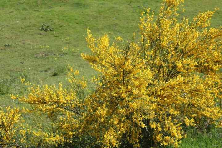 Fleur Genêt épineux photo gratuite