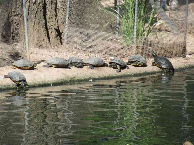 étang de tortues