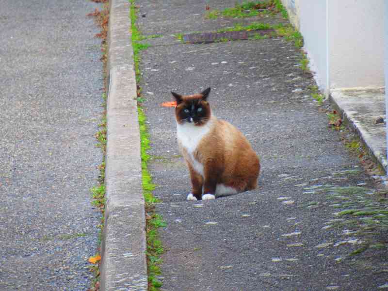 Chat marron et blanc