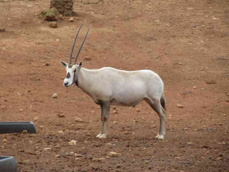 Oryx d'Arabie au zoo de Rabat au Maroc