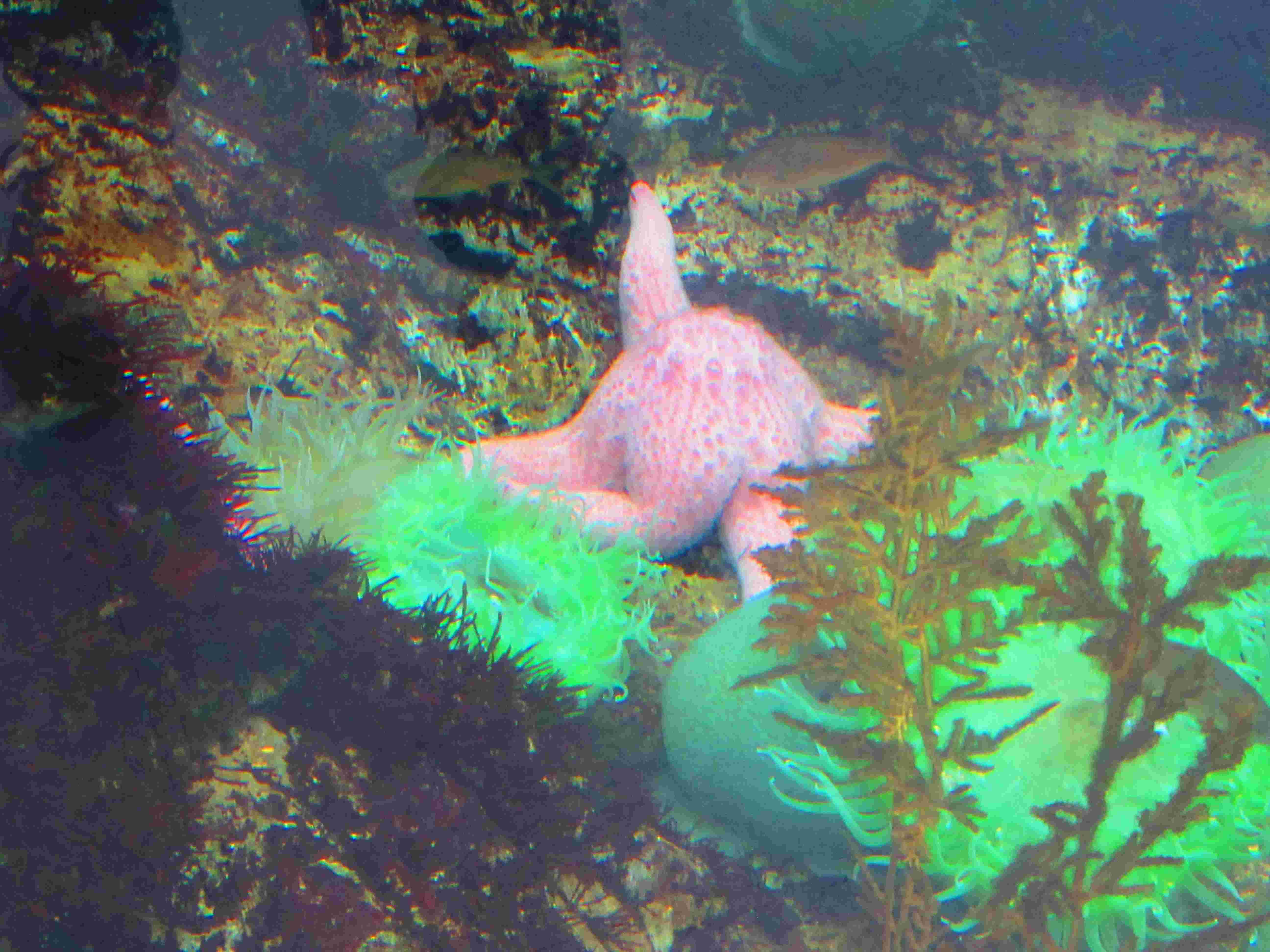 Étoile de mer, aquarium, nature