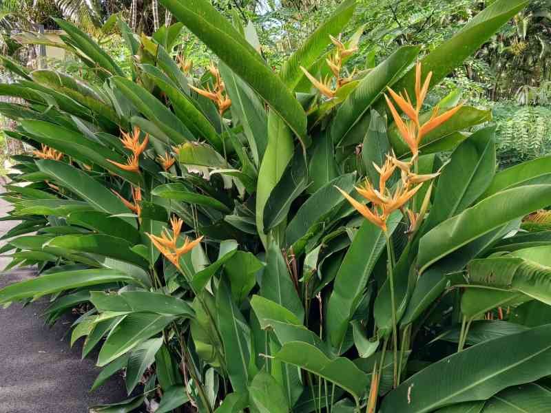 Plante Heliconia psittacorum, photo gratuite