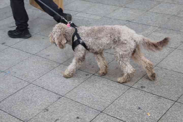 Promenade d'un homme avec un caniche dans la ville de Milan, photo gratuite