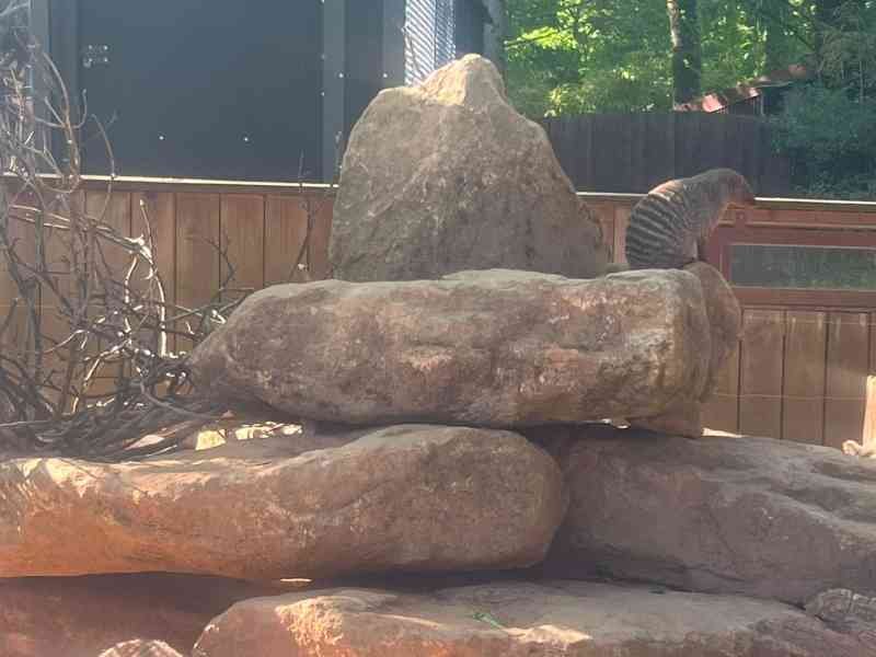 Mangouste rayée dans un enclos de zoo à Amnéville, photo gratuite