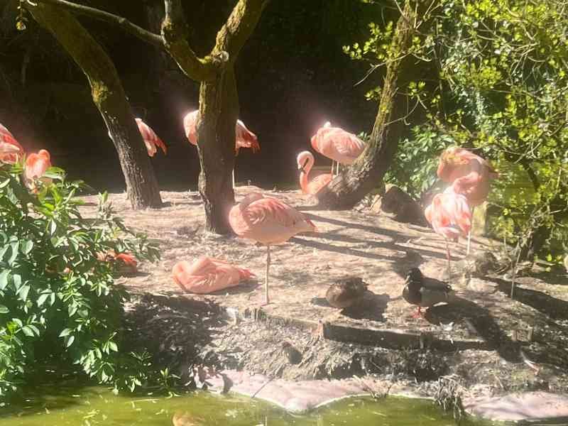 Flamants roses, Zoo d'Amnéville, Moselle, Lorraine, photo gratuite