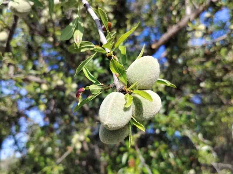 Amandes sur un arbre