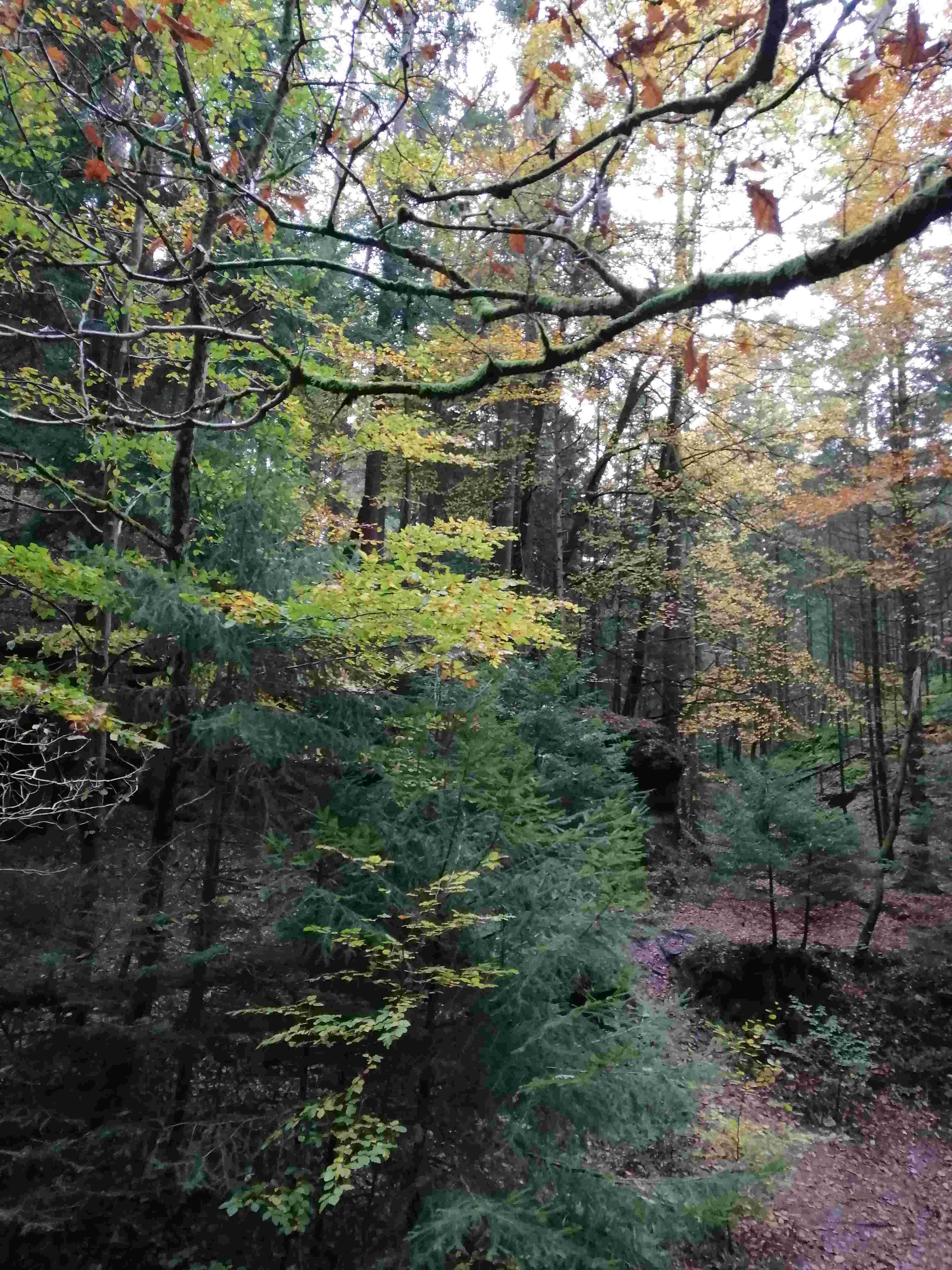 Sous-bois en automne, tapis de feuilles