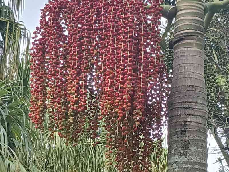 Palmier de Cunningham, photo gratuite