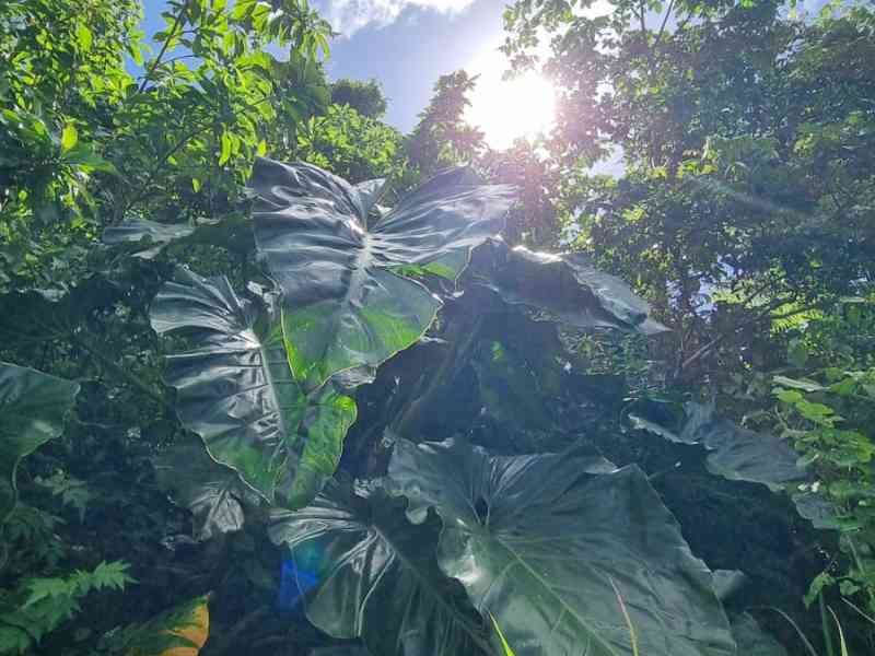 Feuilles géantes dans une nature tropicale photo gratuite - Riesige Blätter in der tropischen Natur, kostenloses Foto