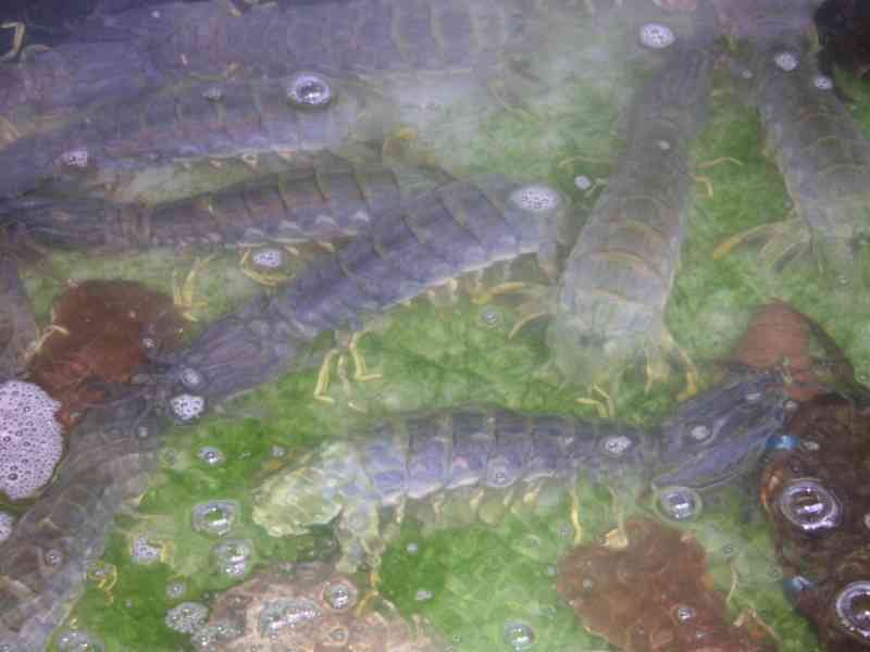 Des crevette-mantes, photo gratuite