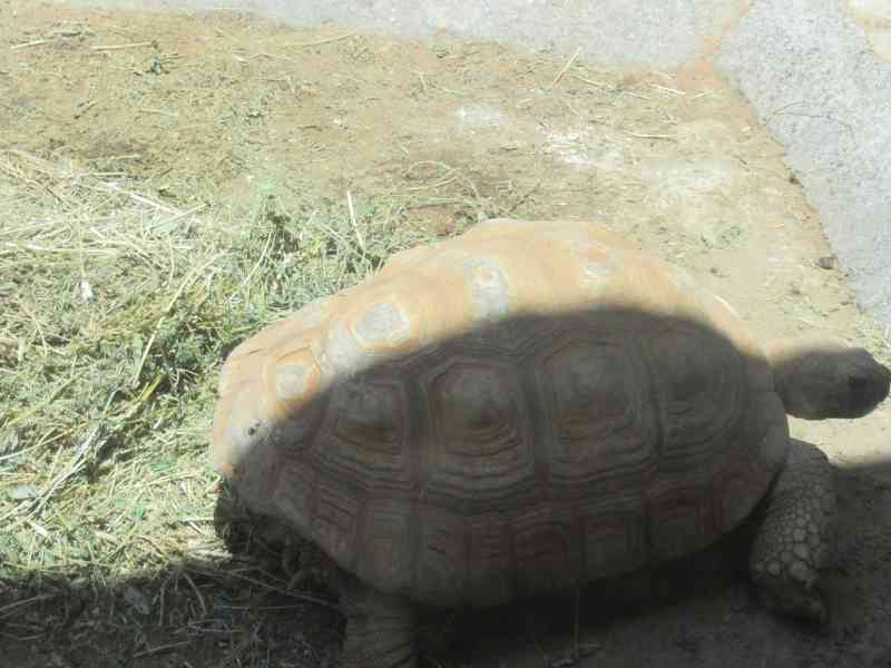 La marche d'une tortue photo gratuite