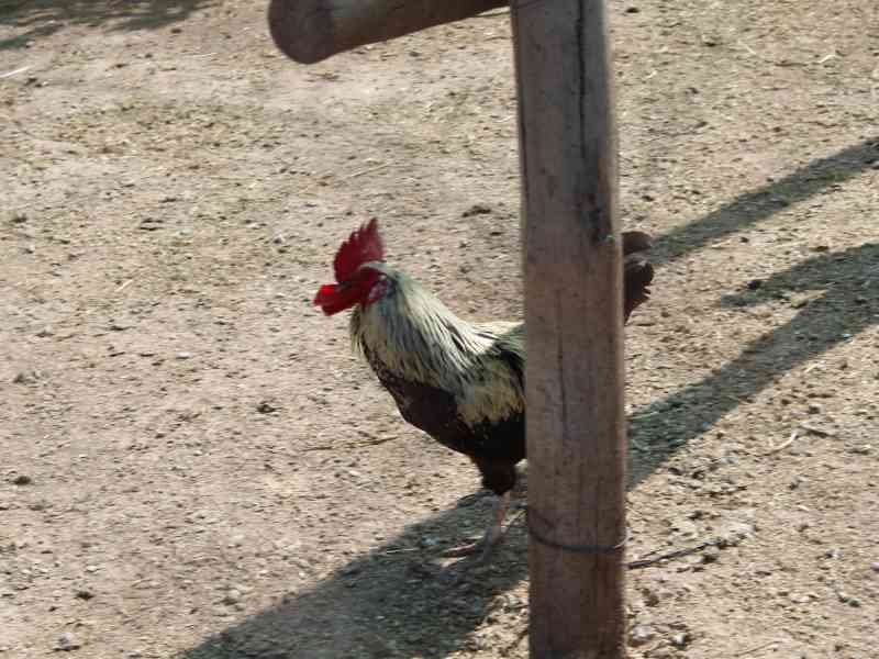 Coq, oiseau, photo gratuite