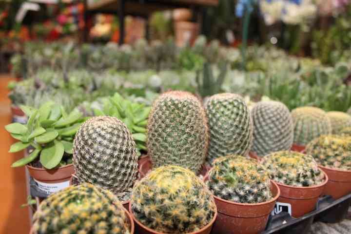 Alignement de cactus photo gratuite