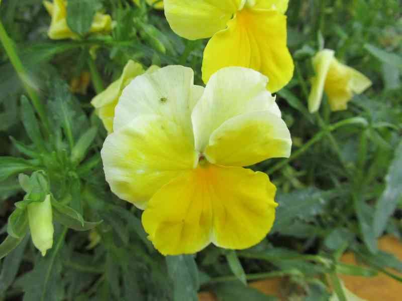 Plante à fleurs jaunes