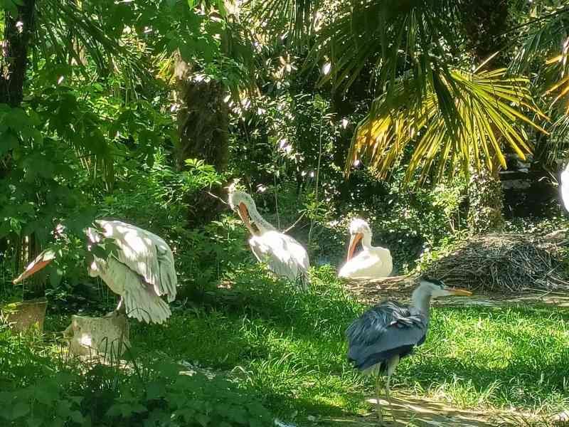 Pélicans blancs, Zoo d'Amneville, Moselle, Lorraine, photo gratuite