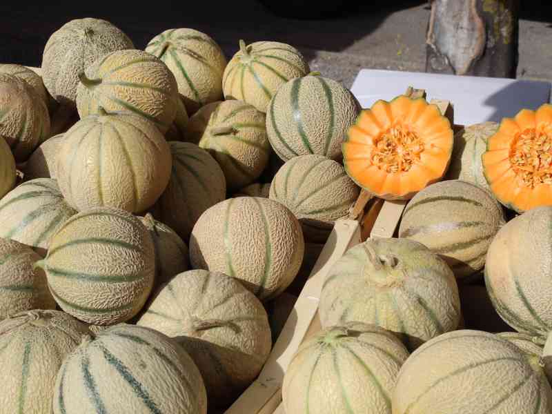 Melon charentais - Charentais-Melone