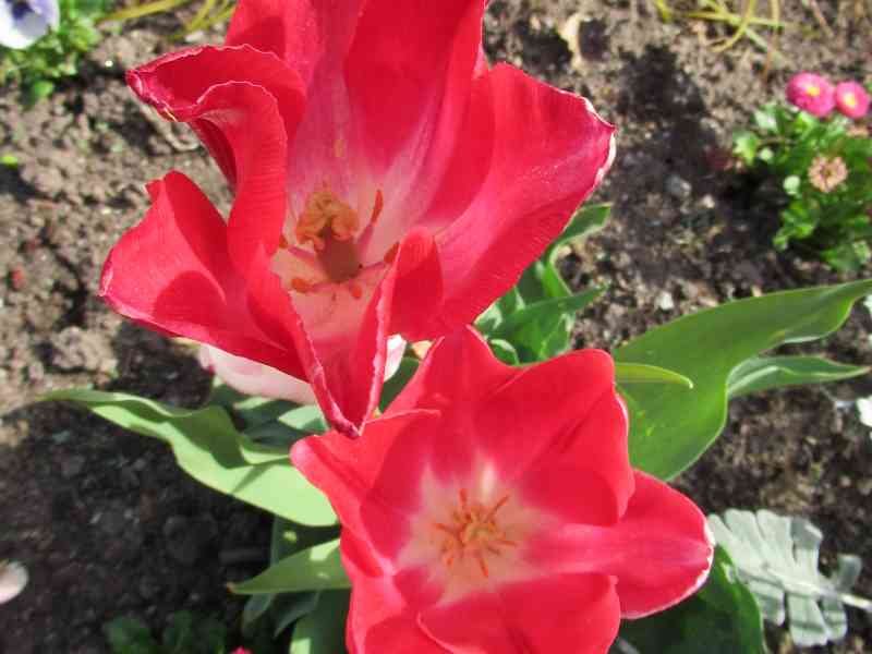Fleurs de tulipes rouges