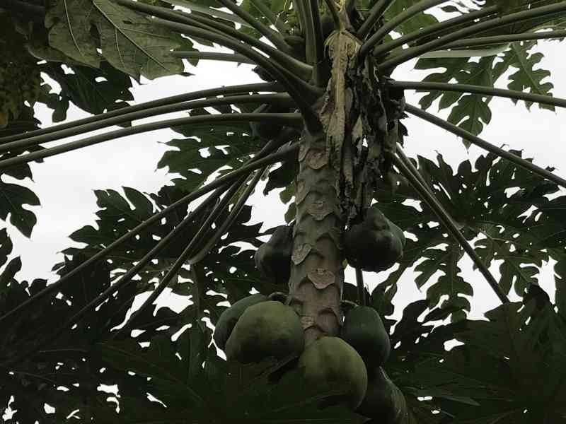 Un papayer portant des papayes verte photo gratuite