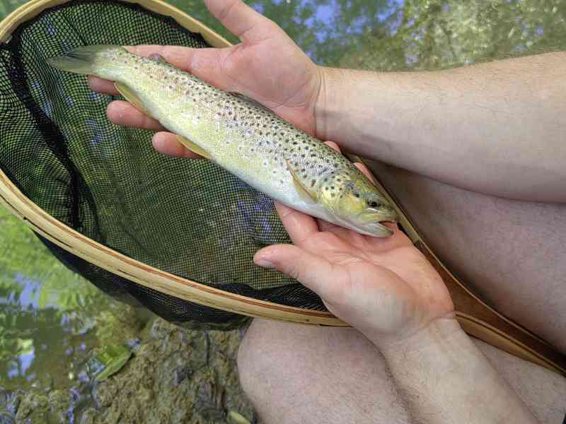 Homme tenant une truite fraîchement pêchée avec un havenet poisson