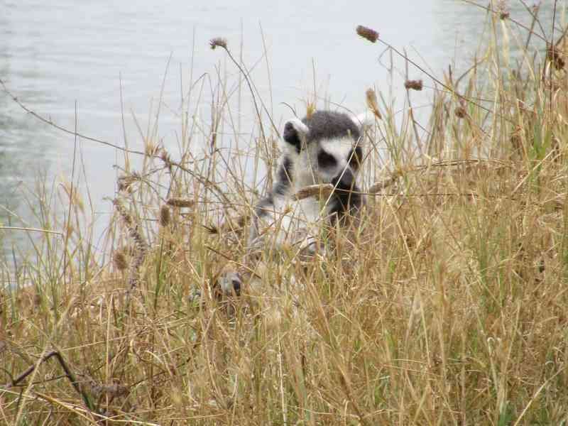 Lémurien dans les herbes sèches au zoo de Rabat au Maroc