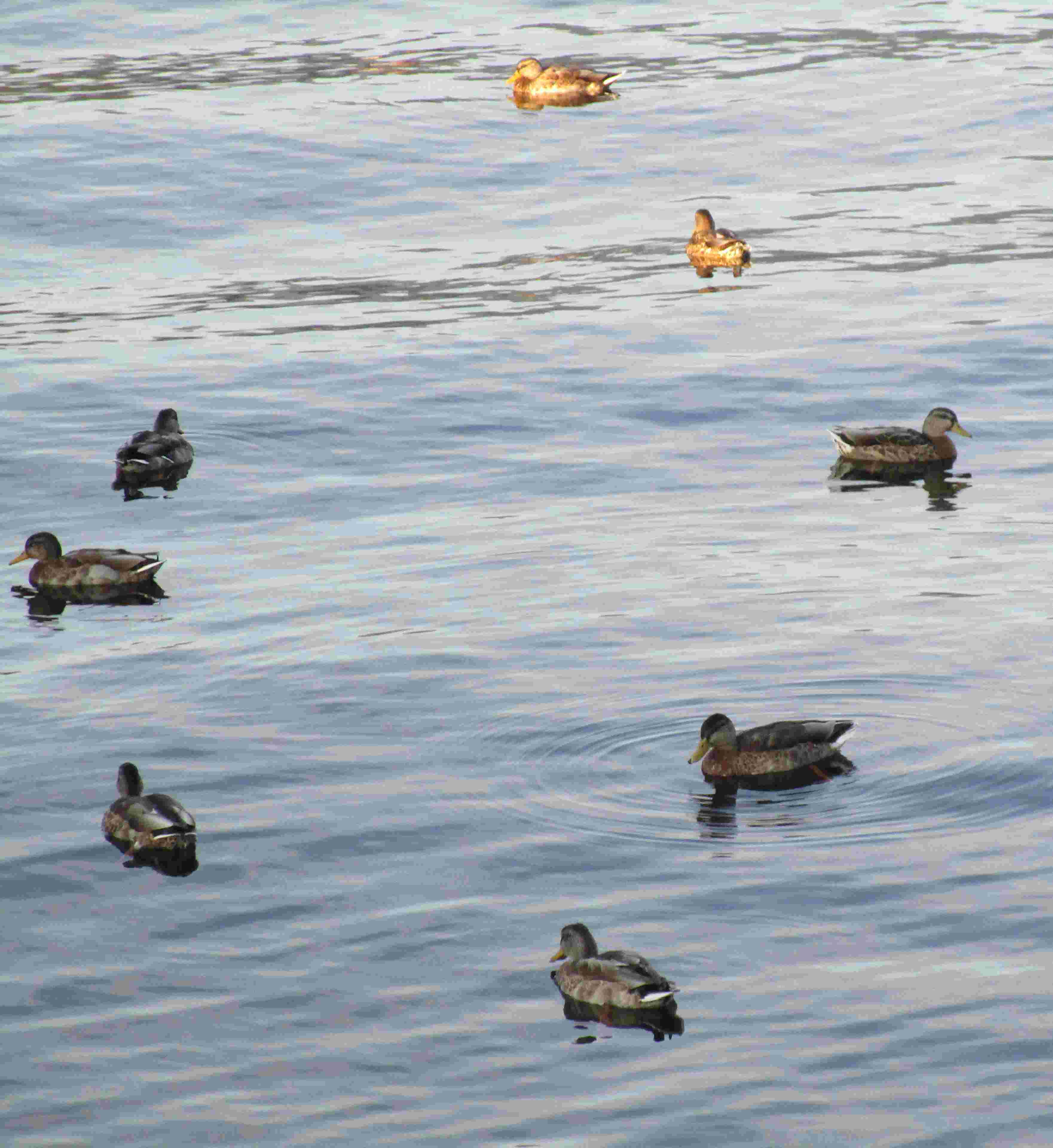 Canards sur l'eau