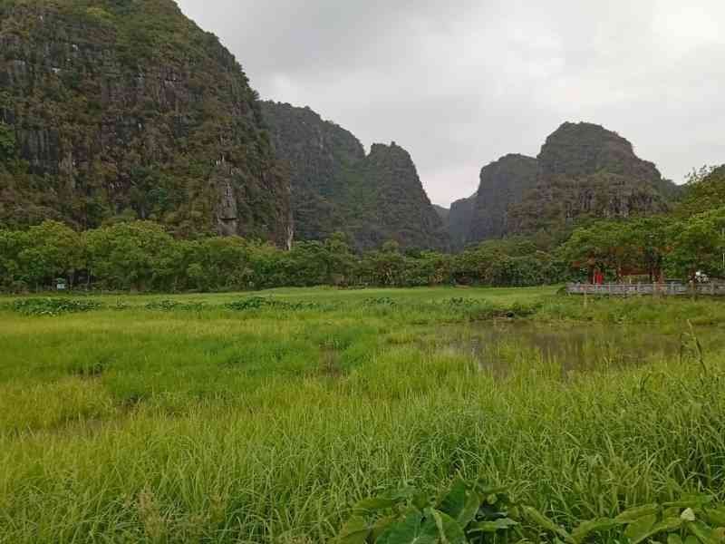 Végétation, paysage de Tam Coc à Ninh Binh, au Vietnam, photo gratuite