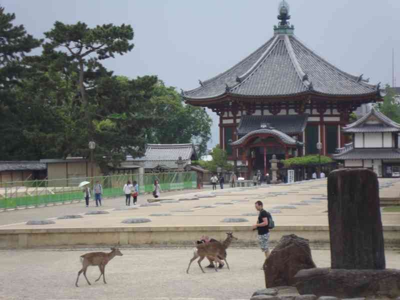Quelques personnes et des cerfs dans le temple Tōdai-ji, situé à Nara, au Japon, photo gratuite