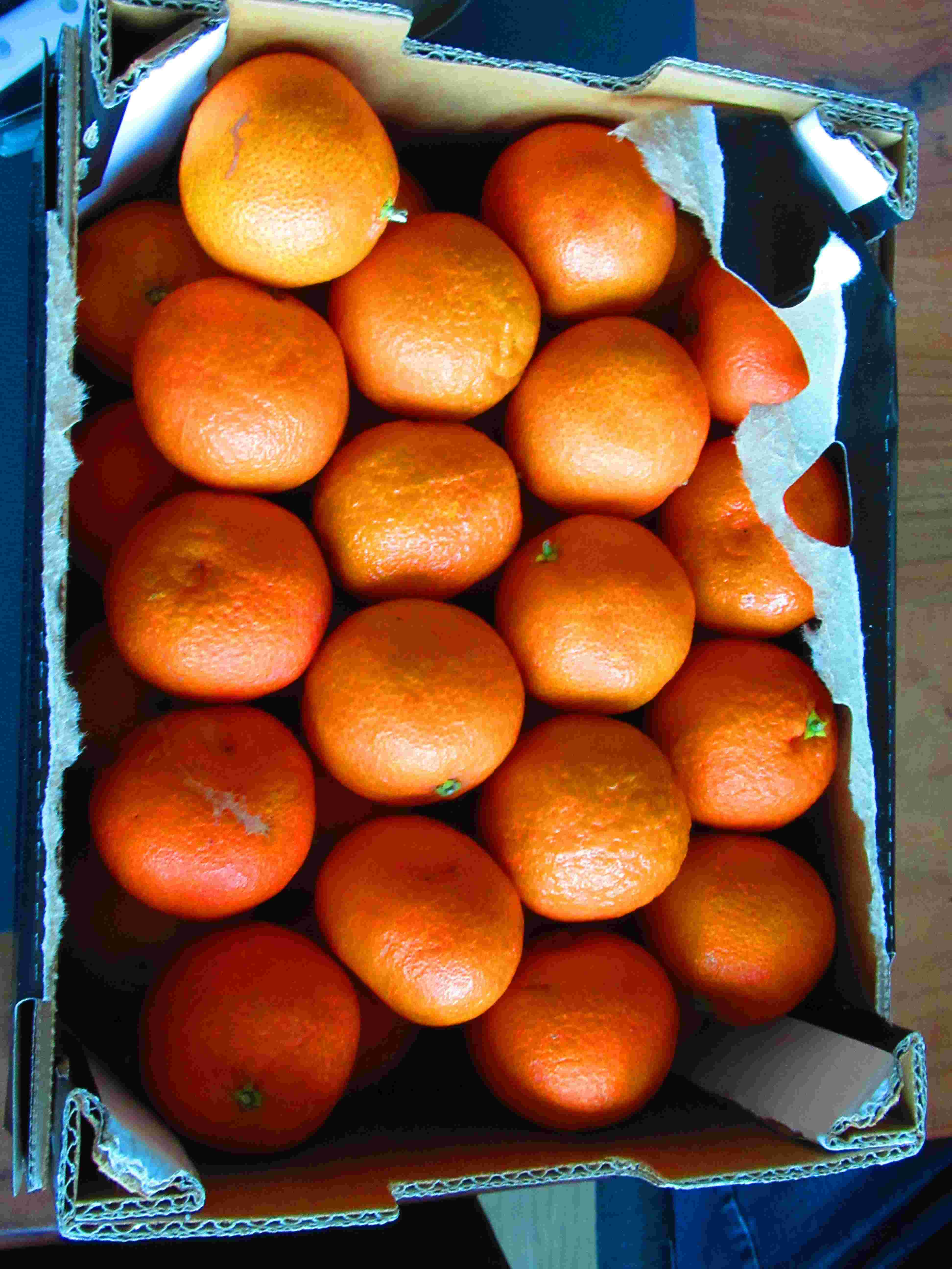 Fruits clémentines - Clementinenfrüchte