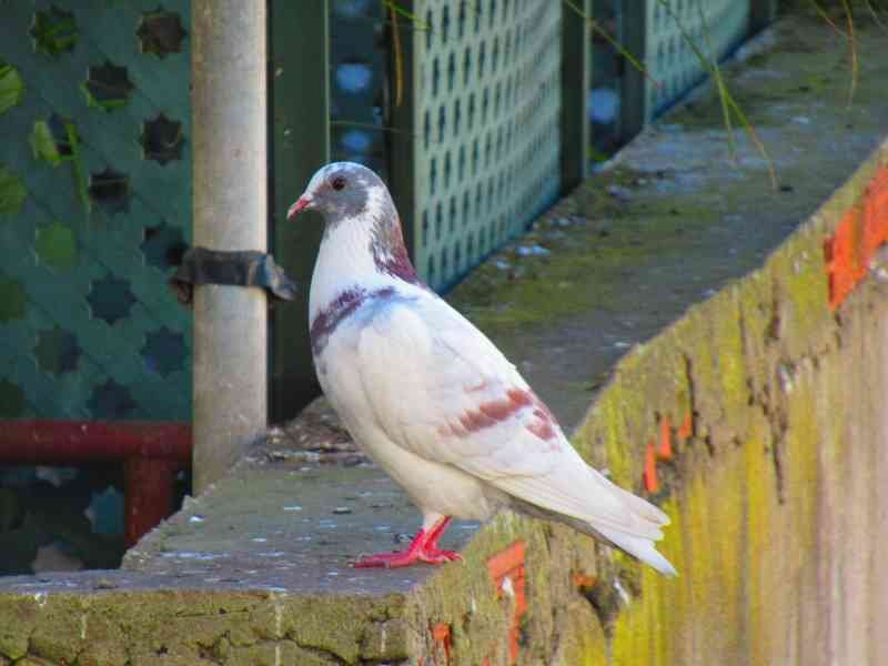 Pigeon