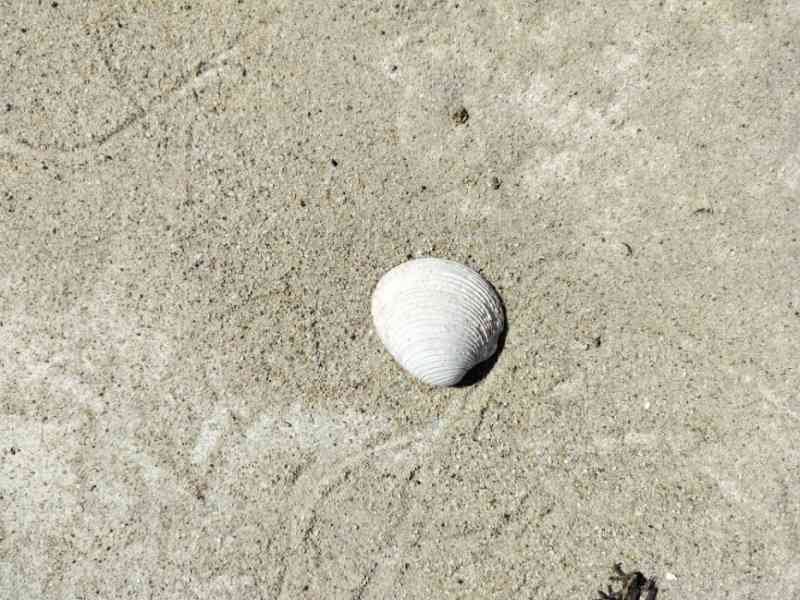 Coquillage blanc sur du sable
