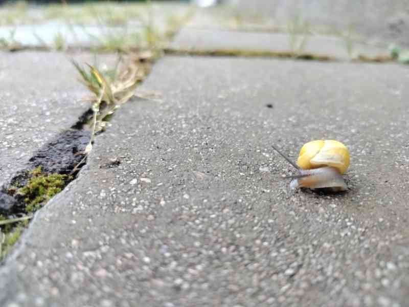 Escargot photo gratuite