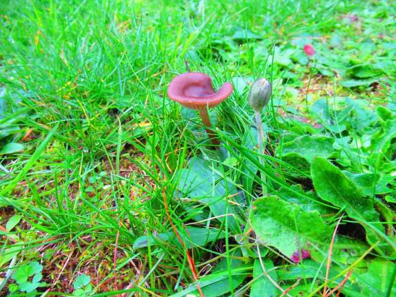Petit champignon brun dans l'herbe