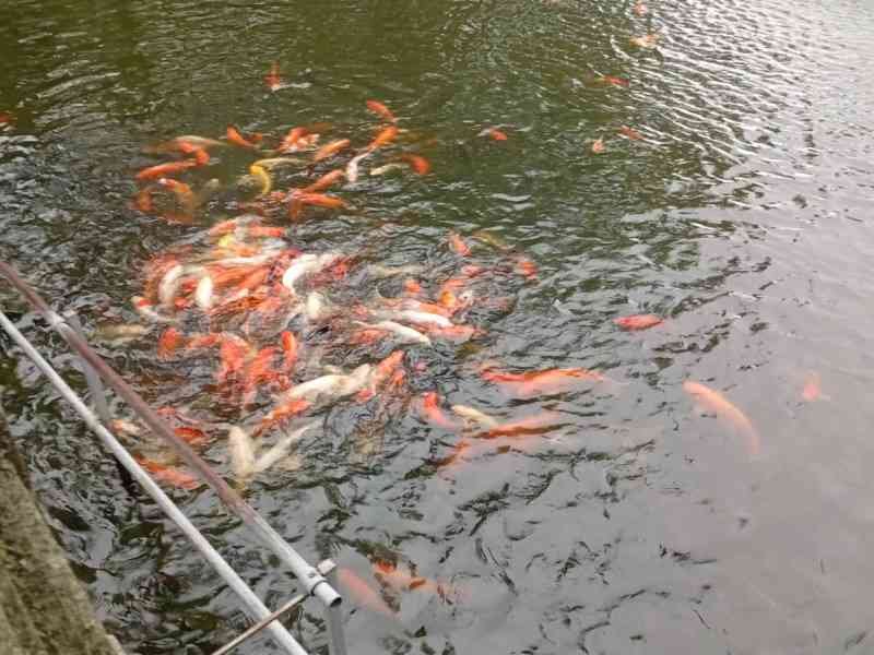 Etang rempli de carpes koï, Vietnam photo gratuite