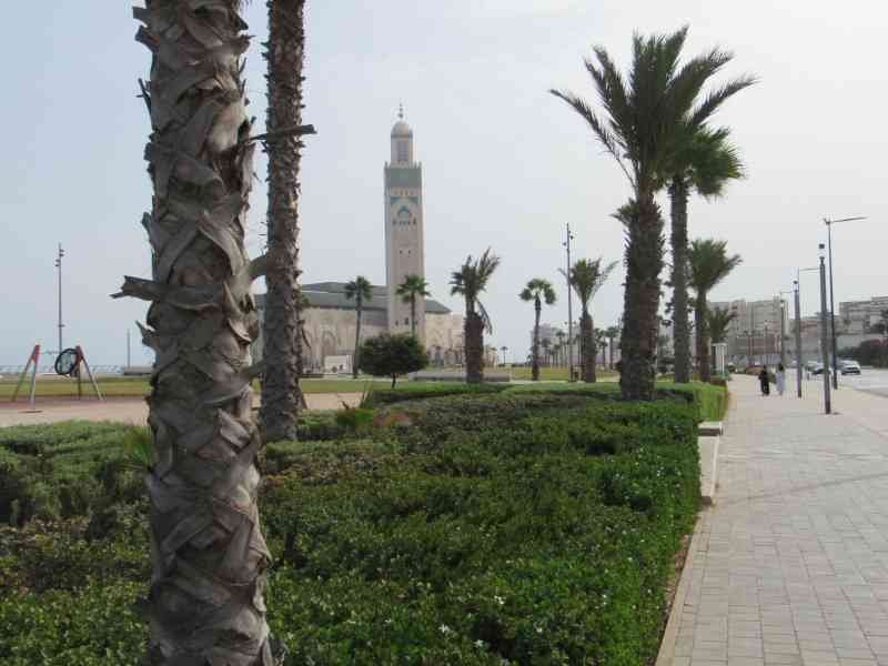 Alignement de palmiers sur une route de Casablanca