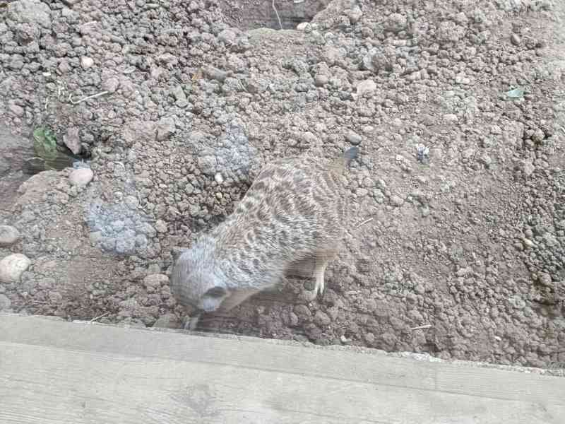 Suricate, Zoo d'Amneville, Lorraine, Moselle, photo gratuite