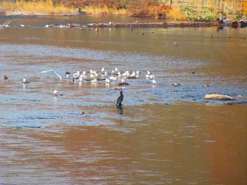 Des oiseaux sur le lac, photo gratuite