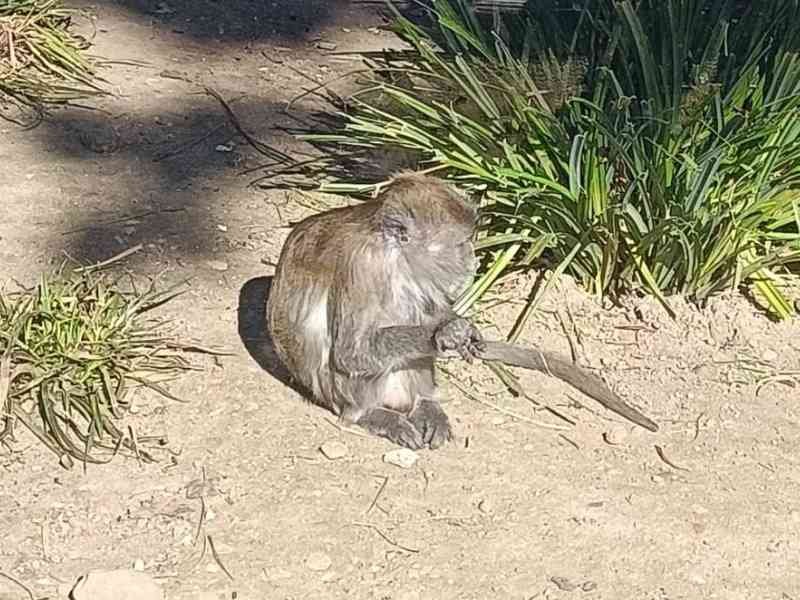 Macaque crabier, Zoo d'Amnéville, Moselle, Lorraine, photo gratuite