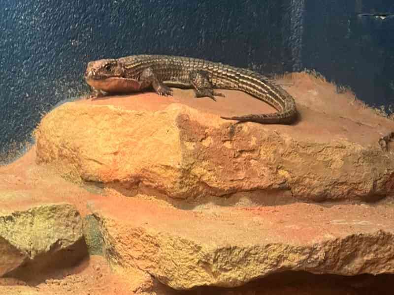 Lézard, Zoo d'Amneville, Moselle, Lorraine, photo gratuite
